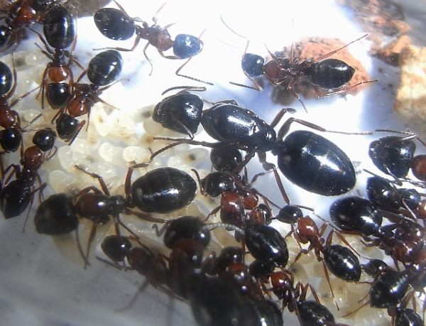 dezinsekcija mrava Crni mrav Lassius niger