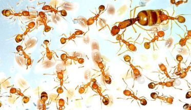 Faraonski žuti mravi uz maticu